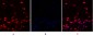 Cdk2 Polyclonal Antibody